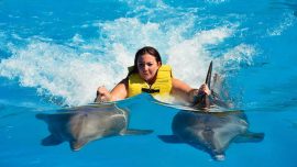$115 | Плавание и шоу дельфинов